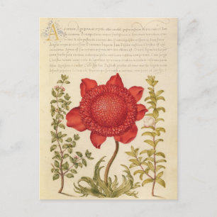 Vintage botanische Illustration Feiertagspostkarte