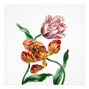 Vintage botanische Illustration Fotodruck