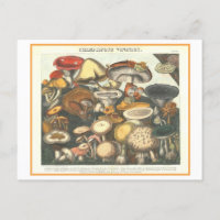 Vintage botanische Illustration Giftige Pilze