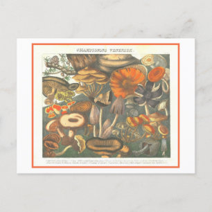 Vintage botanische Illustration Giftige Pilze Postkarte
