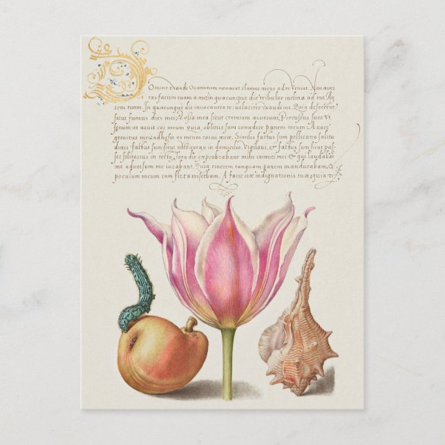 Vintage botanische Illustration Holiday Postkarte (Vorderseite)