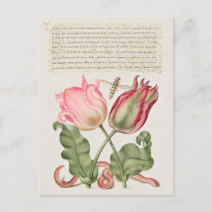 Vintage botanische Illustration Holiday Postkarte
