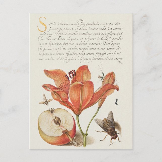Vintage botanische Illustration Holiday Postkarte (Vorderseite)