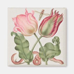Vintage botanische Illustration Magnet