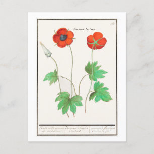 Vintage botanische Illustration Mohnblumen Postkarte