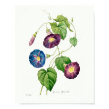 Vintage botanische Illustration Morning Glory