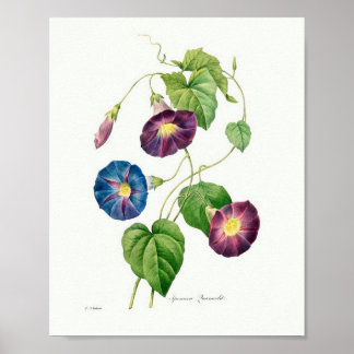 Vintage botanische Illustration Morning Glory Poster