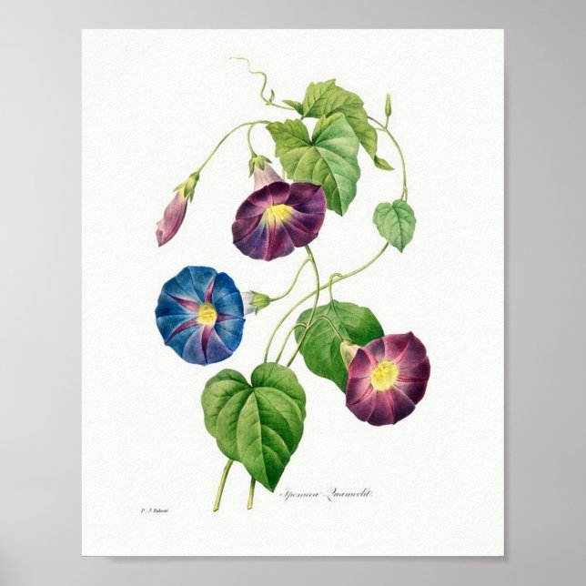 Vintage botanische Illustration Morning Glory Poster (Vorne)