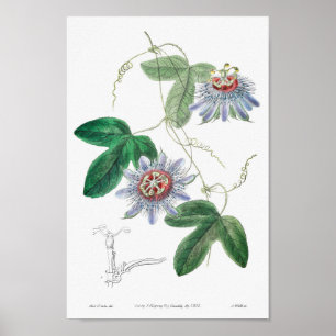 Vintage botanische Illustration Poster