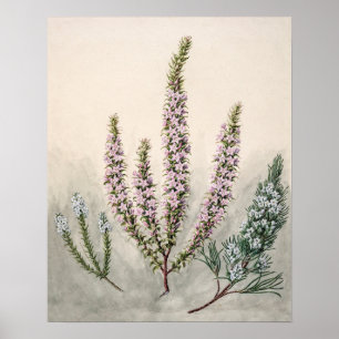 Vintage botanische Illustration Poster