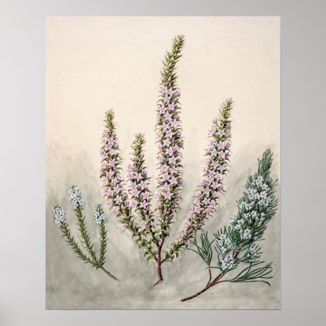 Vintage botanische Illustration Poster (Vorne)