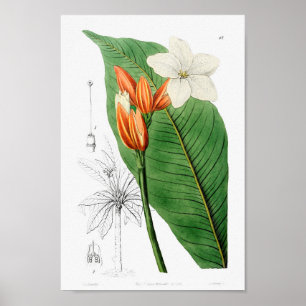 Vintage botanische Illustration Poster