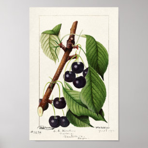 Vintage botanische Illustration Poster