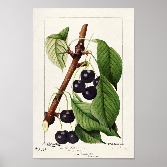 Vintage botanische Illustration Poster (Vorne)