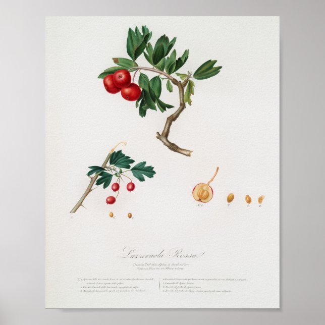 Vintage botanische Illustration Poster (Vorne)