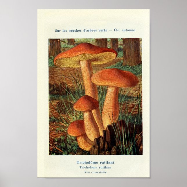 Vintage botanische Illustration Poster (Vorne)