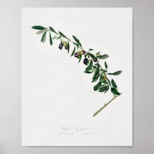Vintage botanische Illustration Poster