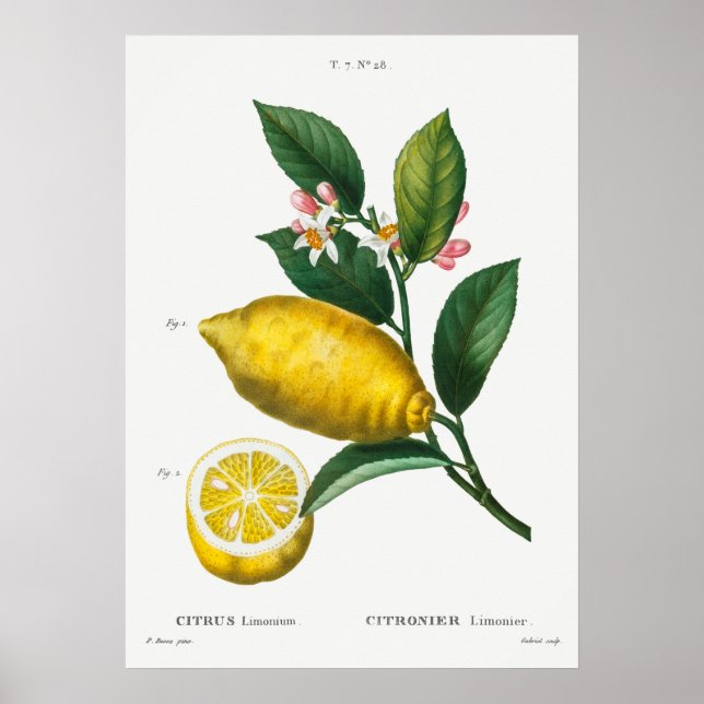 Vintage botanische Illustration Poster (Vorne)