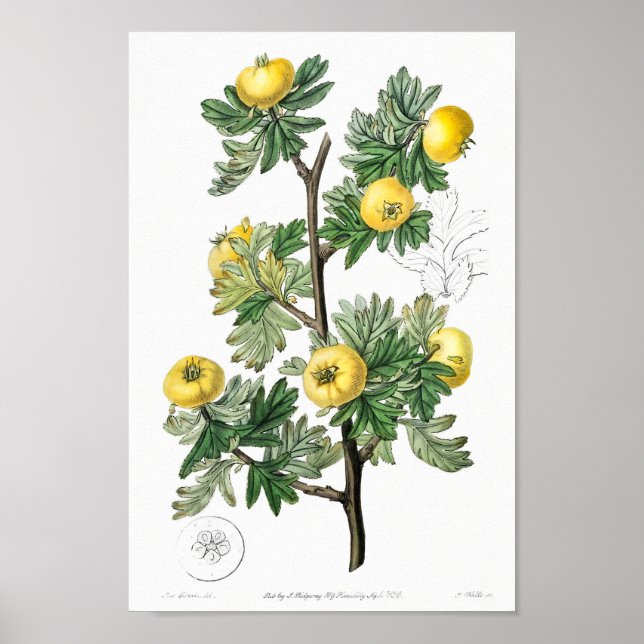Vintage botanische Illustration Poster (Vorne)