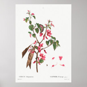 Vintage botanische Illustration Poster