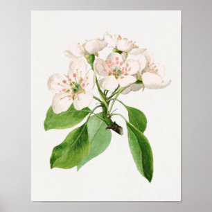 Vintage botanische Illustration Poster