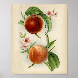 Vintage botanische Illustration Poster