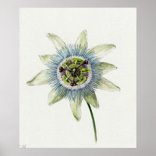 Vintage botanische Illustration Poster