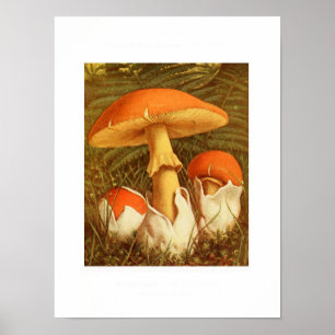 Vintage botanische Illustration Poster