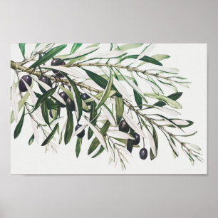 Vintage botanische Illustration Poster