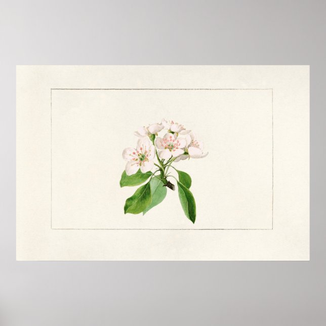 Vintage botanische Illustration Poster (Vorne)