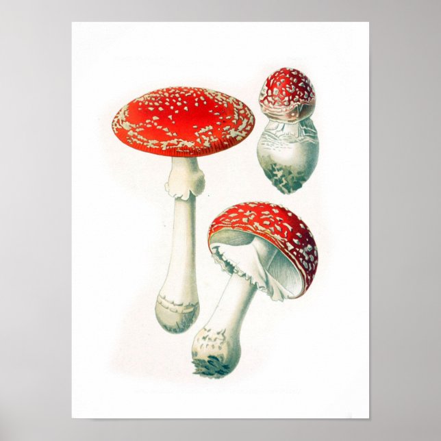 Vintage botanische Illustration Poster (Vorne)