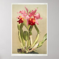 Vintage botanische Illustration