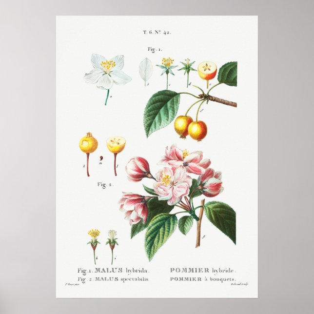 Vintage botanische Illustration Poster (Vorne)