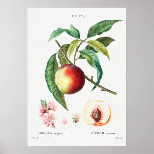Vintage botanische Illustration Poster