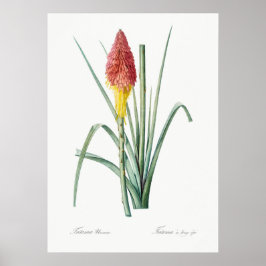 Vintage botanische Illustration Poster