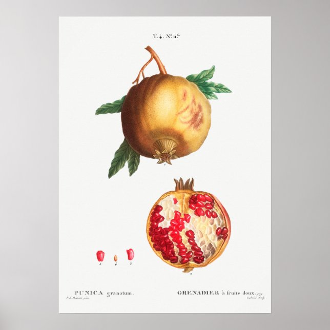 Vintage botanische Illustration Poster (Vorne)