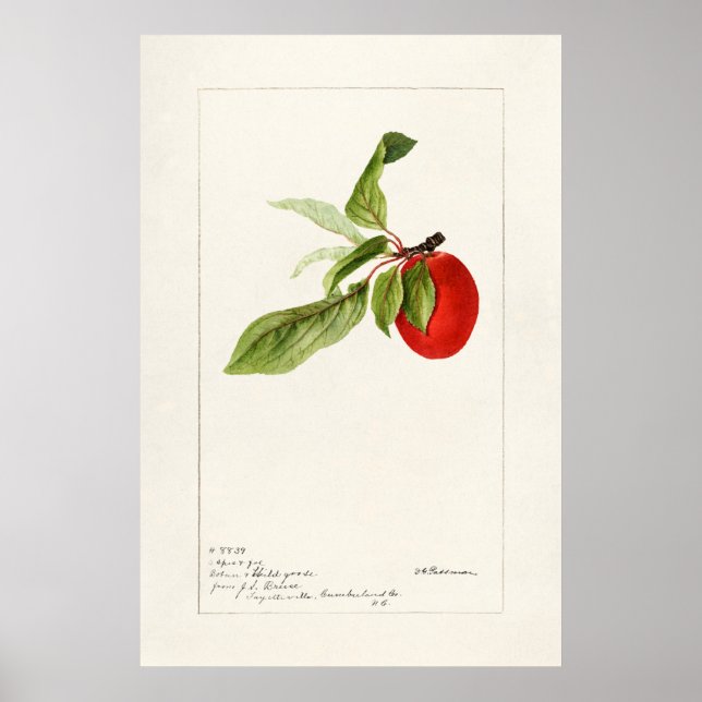 Vintage botanische Illustration Poster (Vorne)