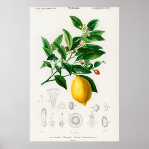 Vintage botanische Illustration Poster