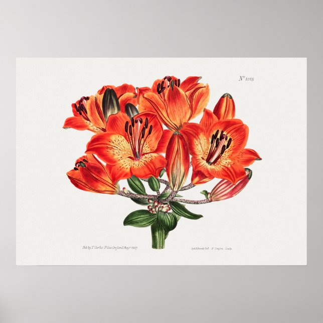 Vintage botanische Illustration Poster (Vorne)