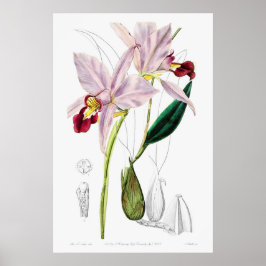 Vintage botanische Illustration Poster