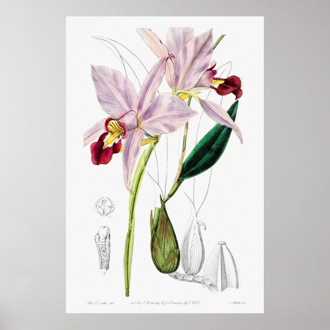 Vintage botanische Illustration Poster (Vorne)