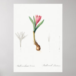 Vintage botanische Illustration Poster