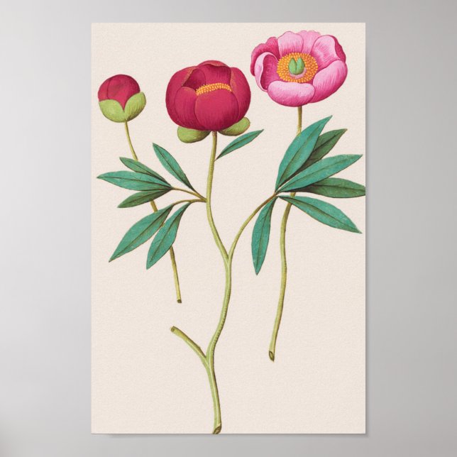 Vintage botanische Illustration Poster (Vorne)