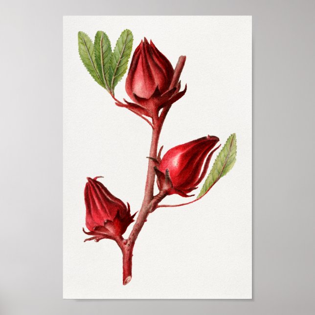 Vintage botanische Illustration Poster (Vorne)