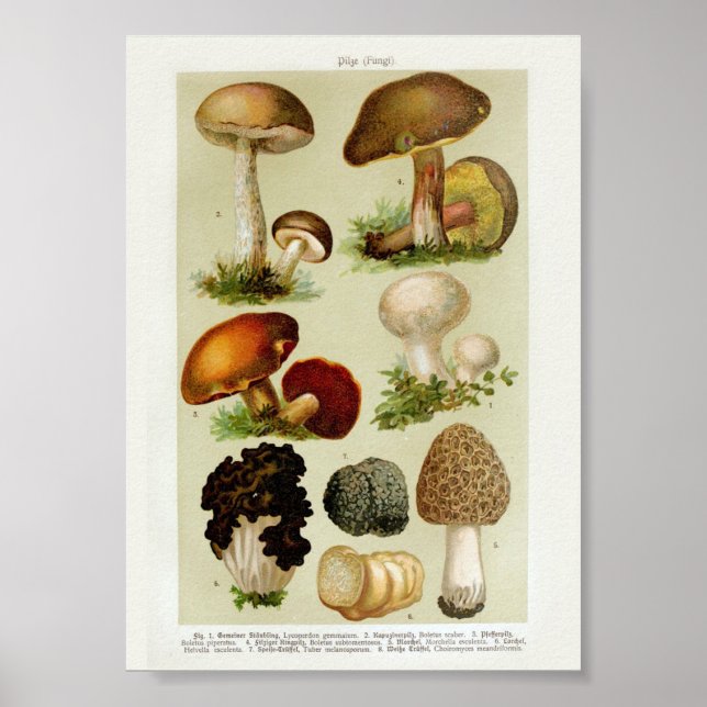 Vintage botanische Illustration Poster (Vorne)