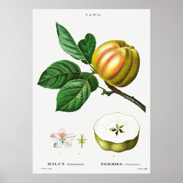 Vintage botanische Illustration Poster (Vorne)