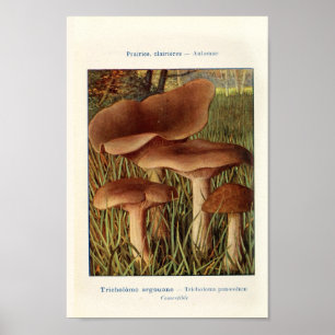 Vintage botanische Illustration Poster