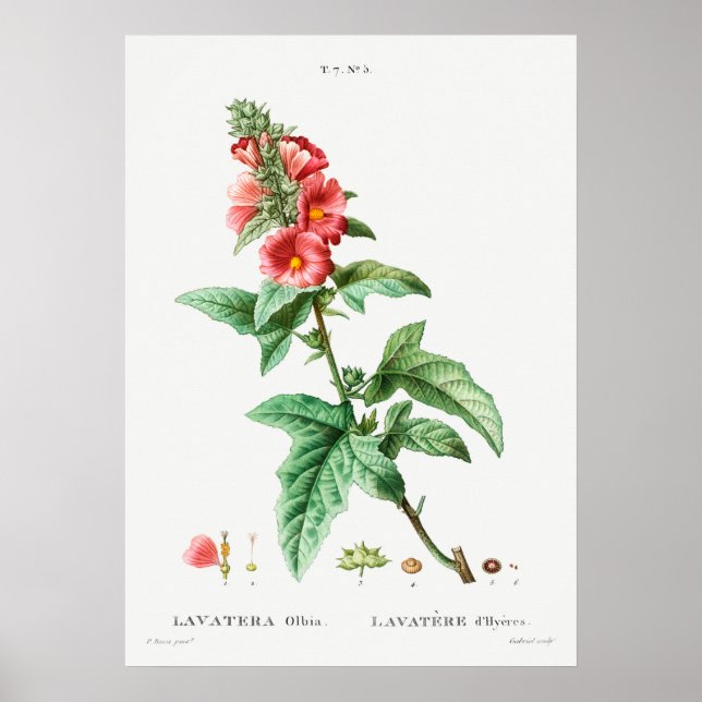 Vintage botanische Illustration Poster (Vorne)