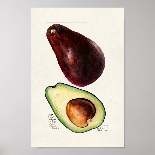 Vintage botanische Illustration Poster (Vorne)