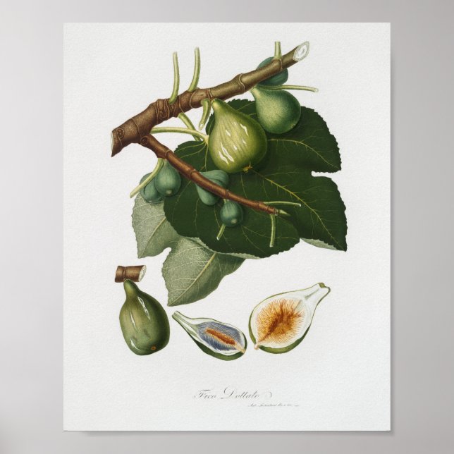 Vintage botanische Illustration Poster (Vorne)